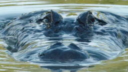 Kaipaatko herkullista Netflix-ateriaa? Tämän sarjan voi ahmia viikonlopun aikana