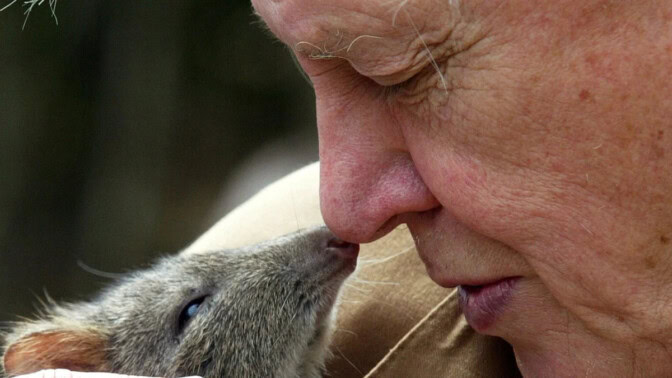 Paljon onnea ikonille! – David Attenborough täytti sata vuotta